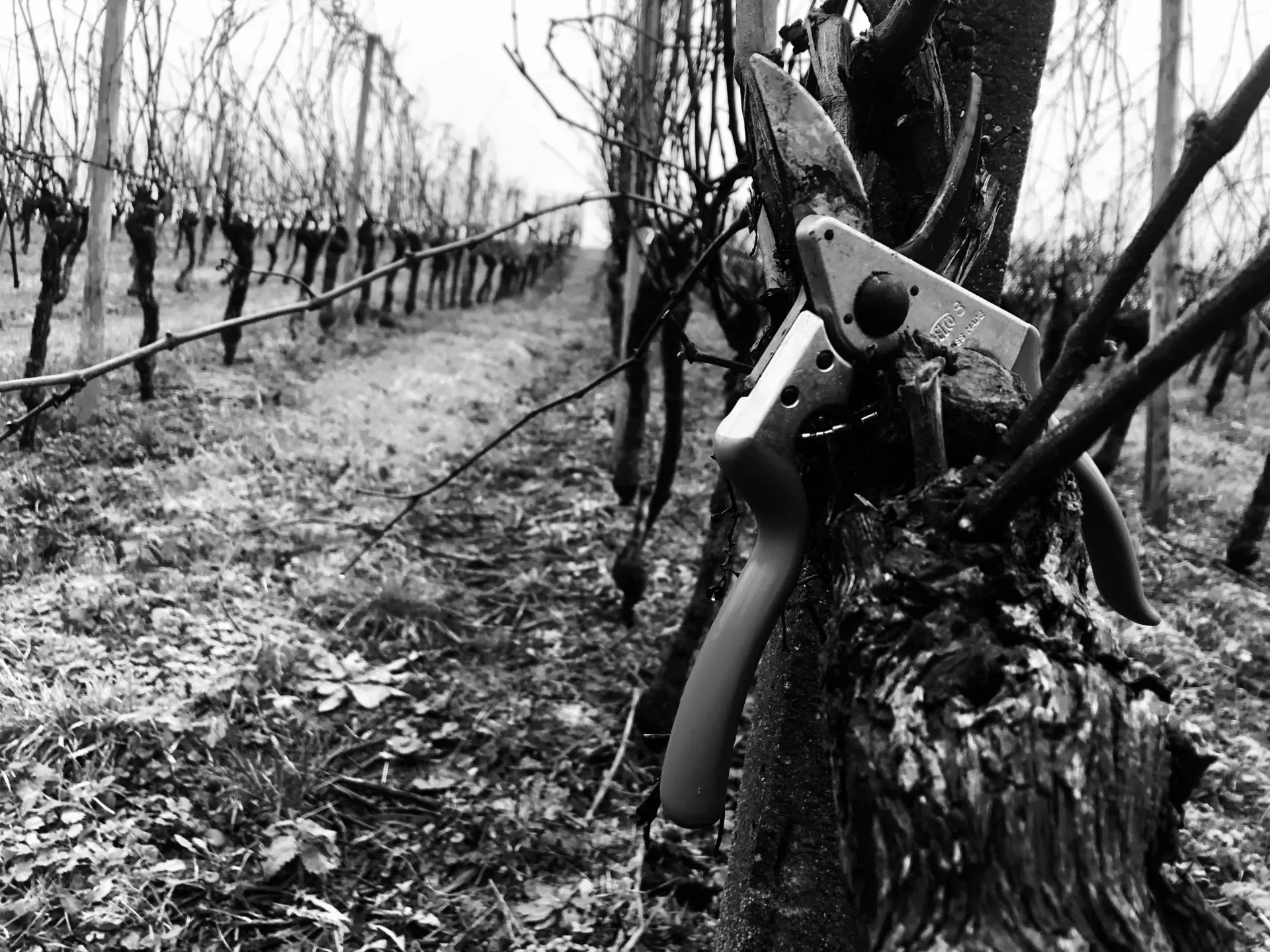 Rebenernte im Schwarzwald