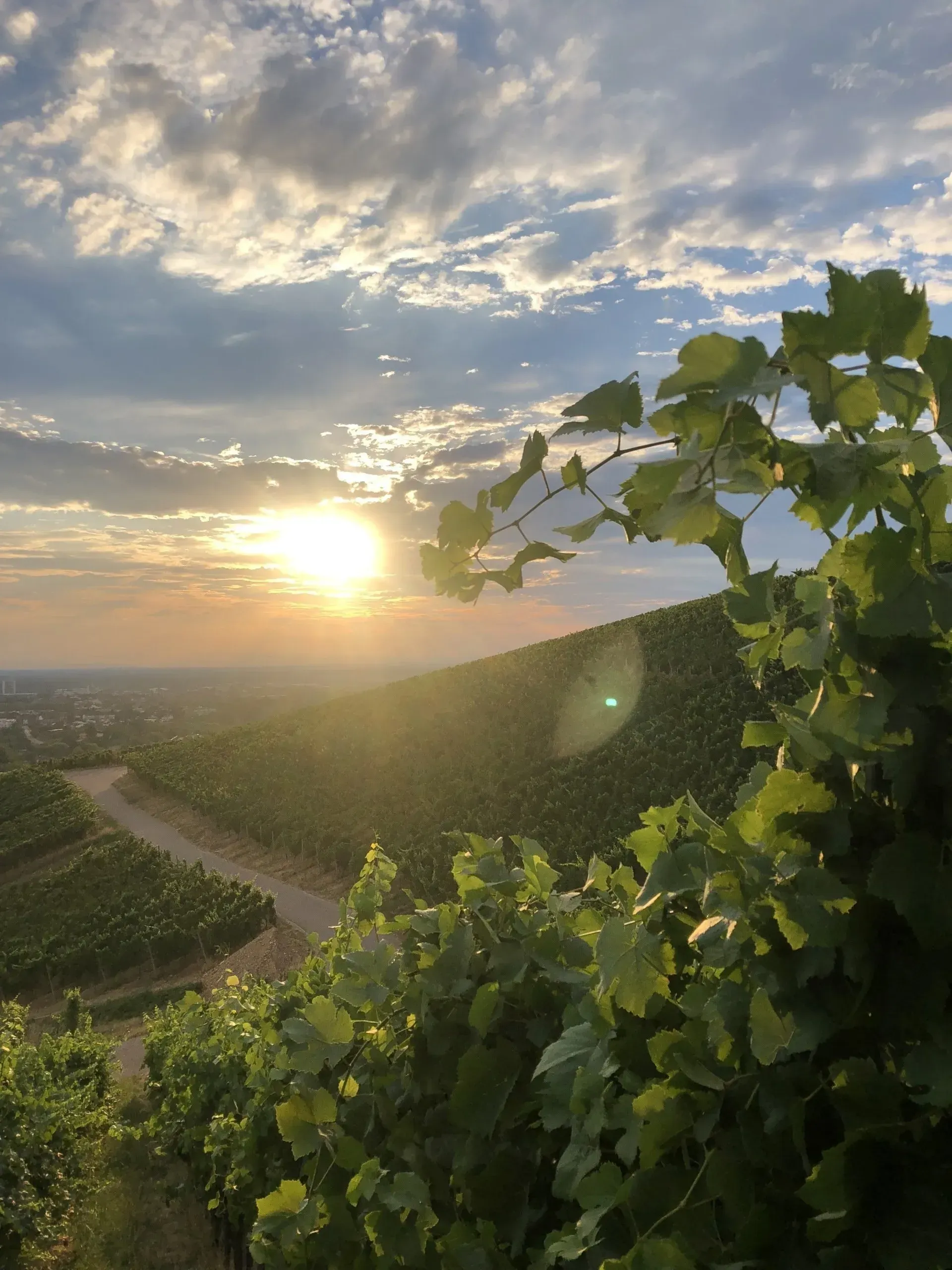 Sonnige Aussicht auf Weinreben im Schwarzwald