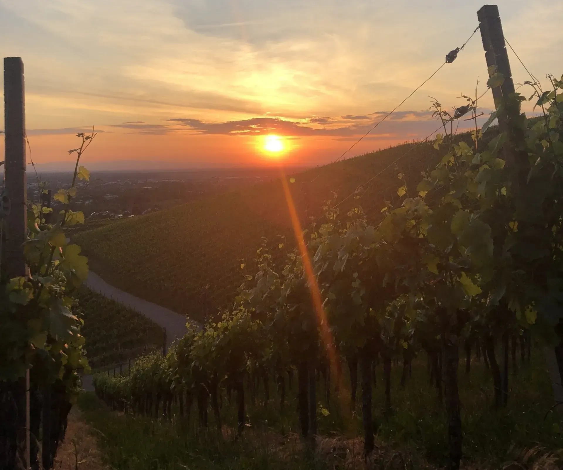 Sonnenuntergang zwischen den Weinreben im Schwarzwald