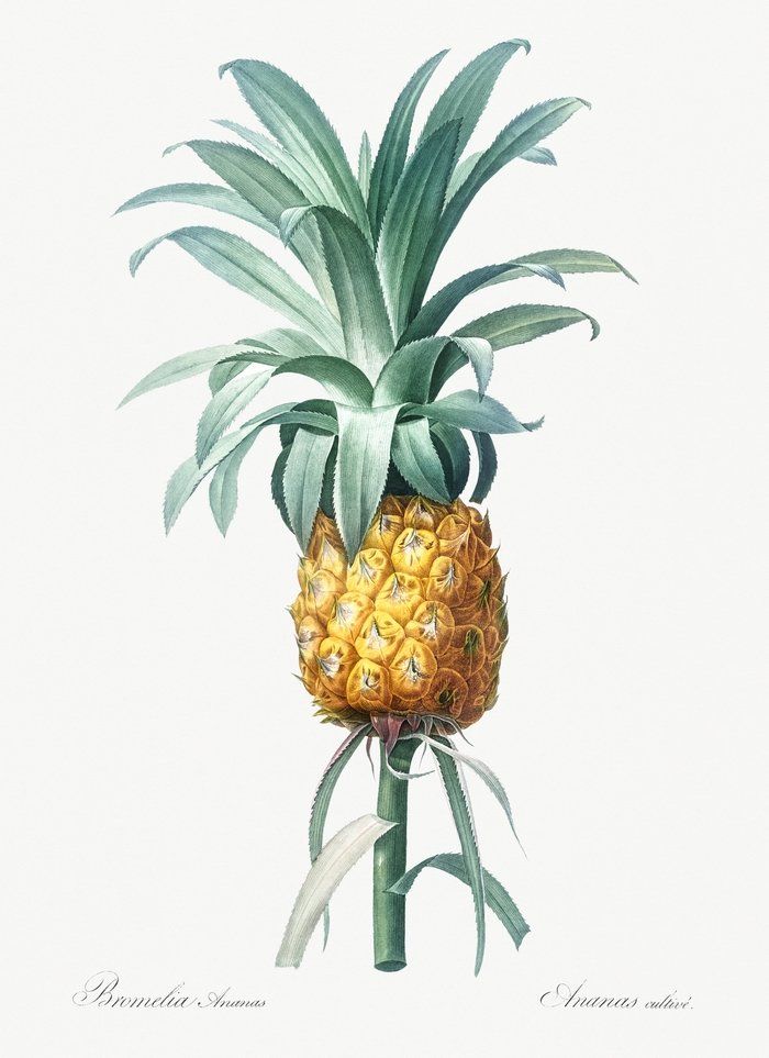 Ananas, ananas comosus, nanae,