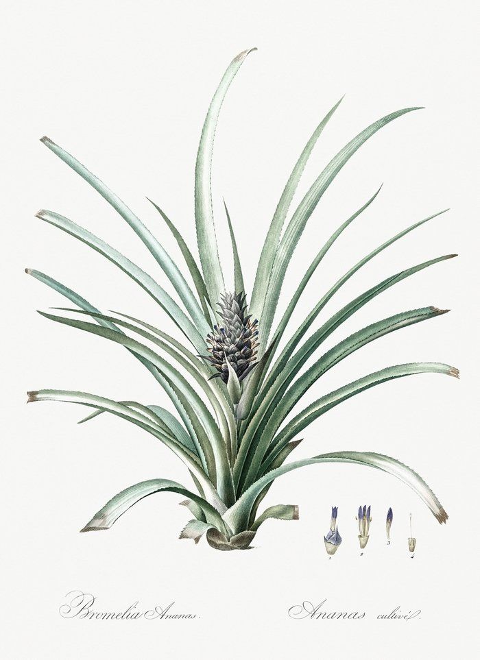 illustration botanique ananas comosus , Joseph  Redouté