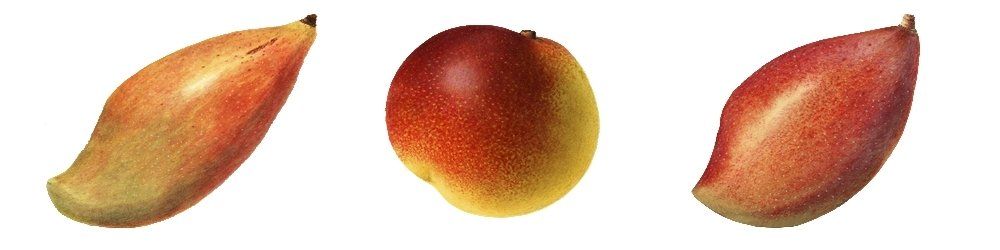 Les mangues se jouent des couleurs, ici elles sont toutes à maturité ! mangues, couleur des mangues mûres