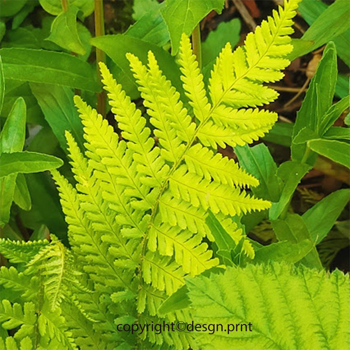 Fern Leaf