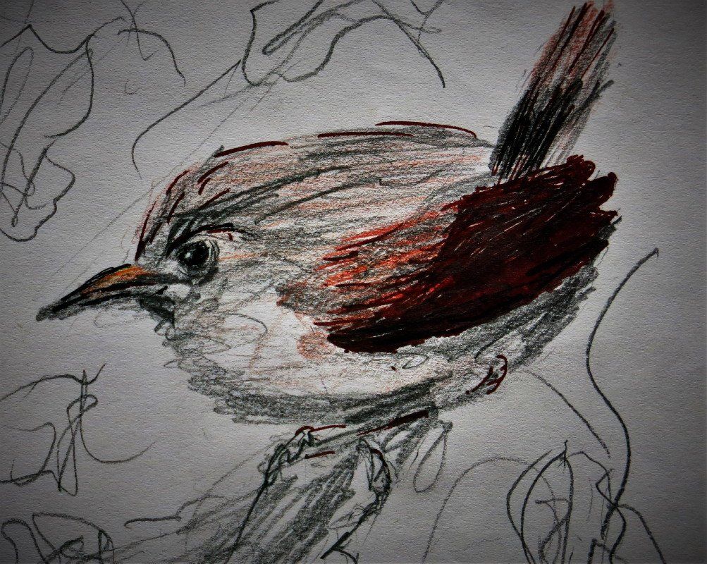 kleiner Vogel (Zeichnung)
