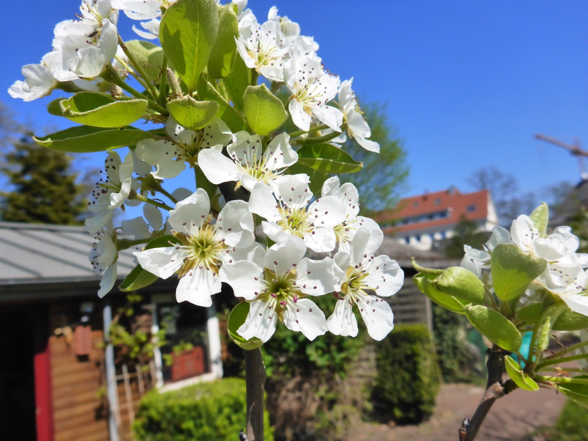 Sind Honigbienen wichtig? Sind Honigbienen wichtig?