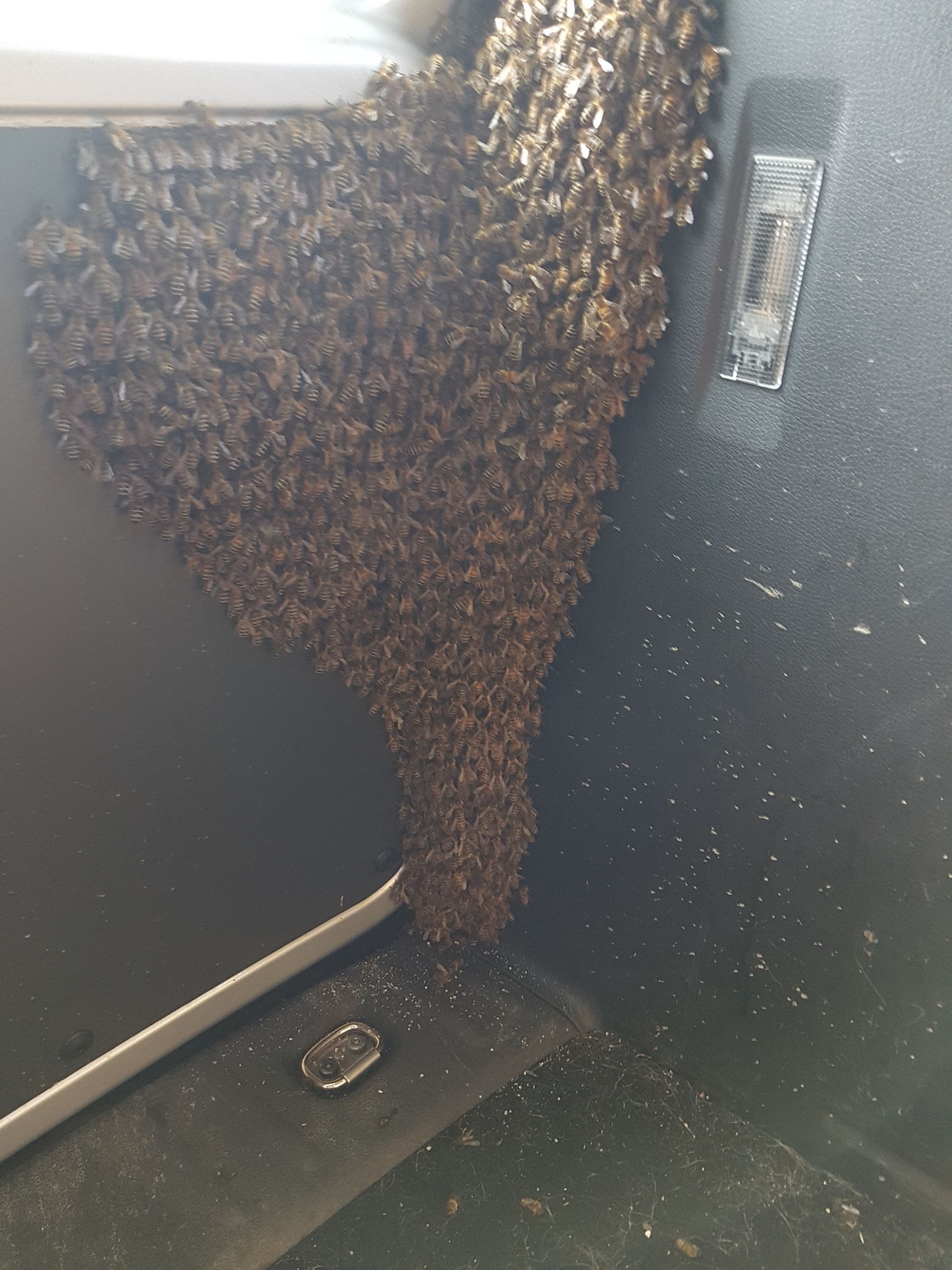 Bienenschwarm in einem Auto