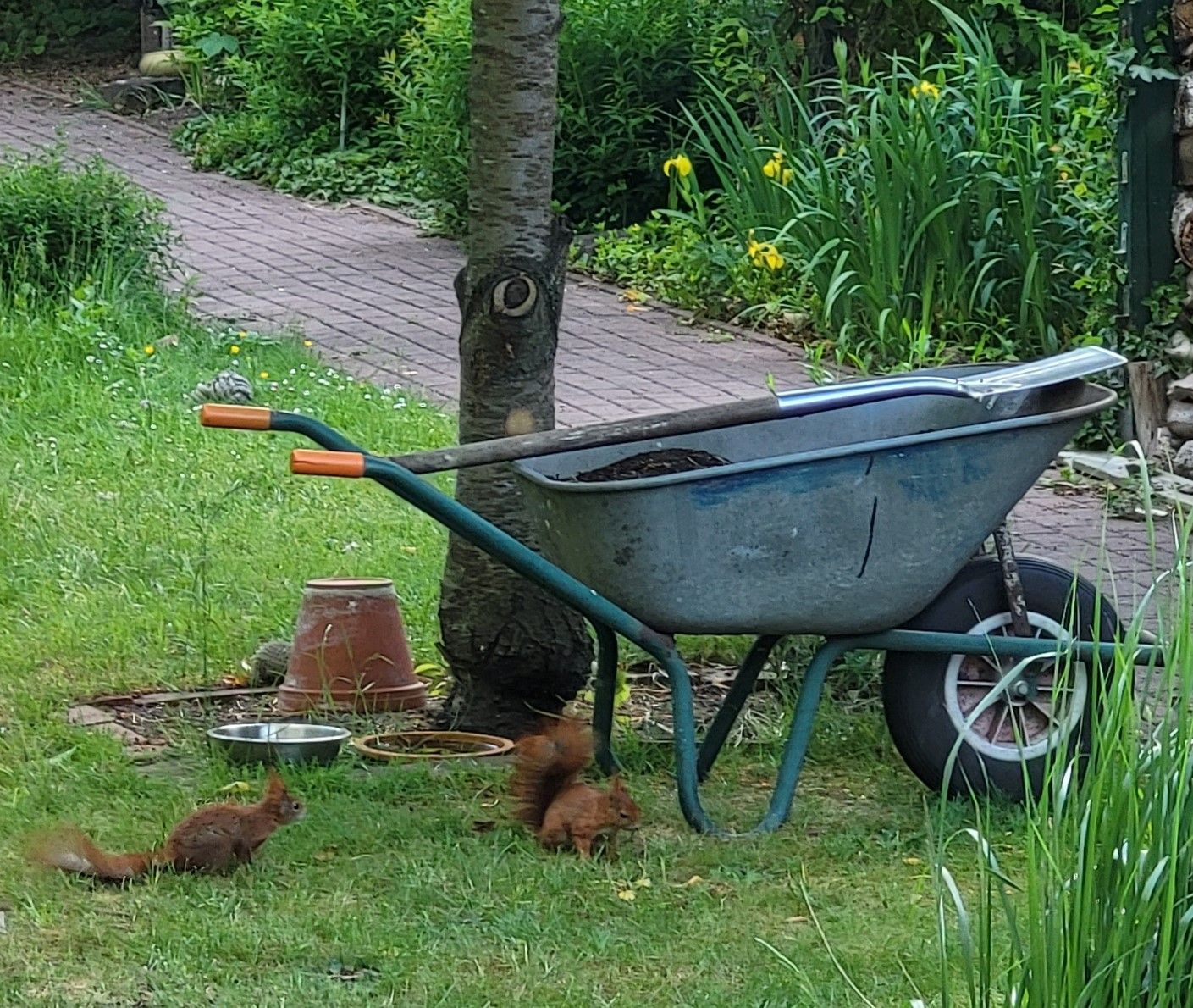 Zwei Eichhörnchen am Wasser