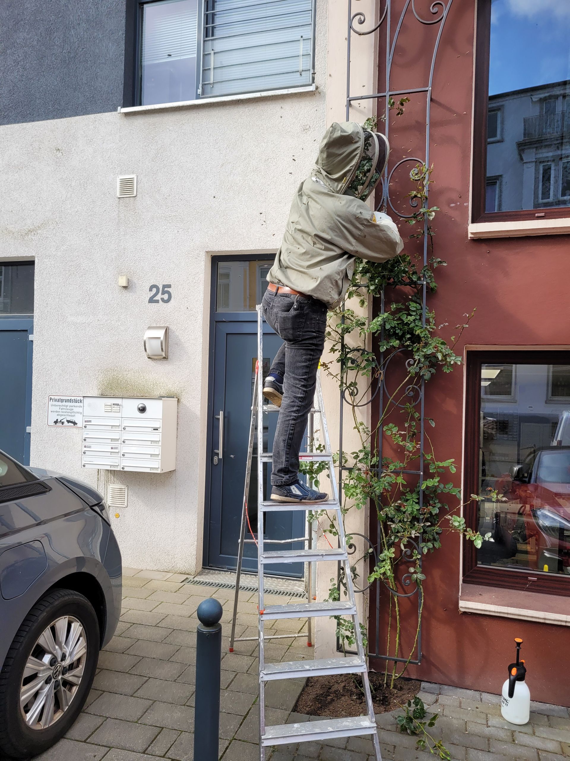 Bienenschwarm an der Hauswand einfangen