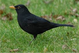 Amsel