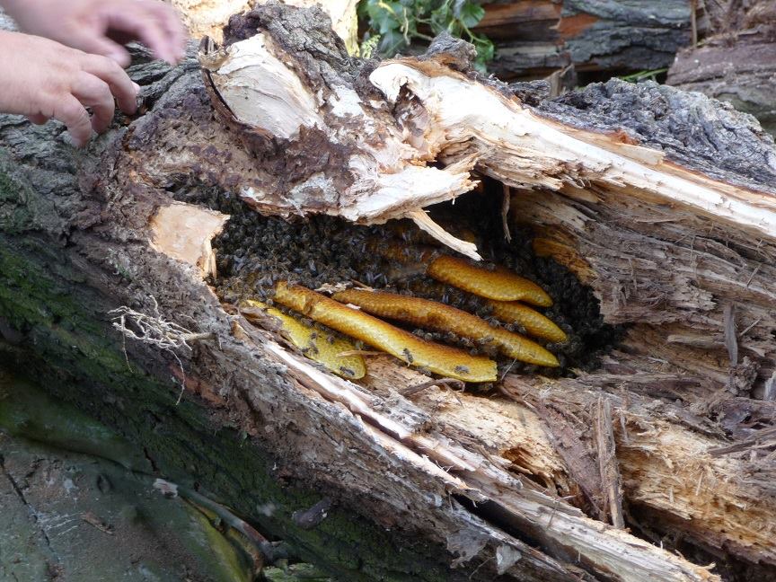 Bienenwaben im Baumstamm