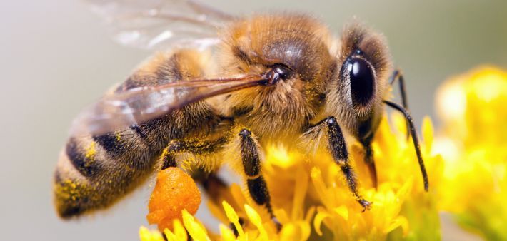 Biologische Vielfalt im Garten