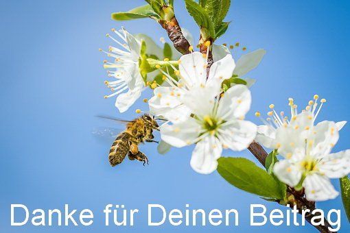 Sind Honigbienen für uns wirklich so wichtig?