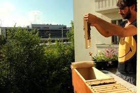 Könnte Dein Bienenvolk sein, Oder?