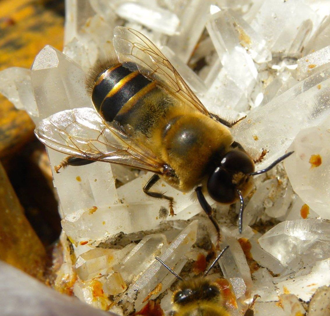 Bienenpate