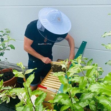 Könnte Dein Bienenvolk sein, Oder?