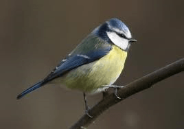 Blaumeise