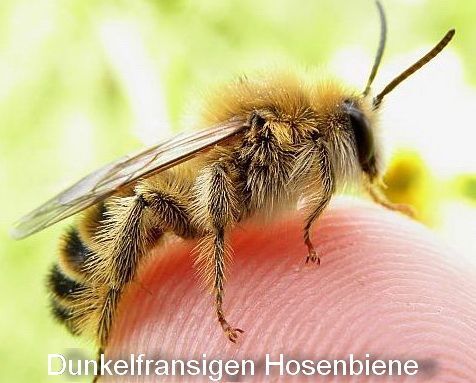 Dunkelfransige Hosenbiene