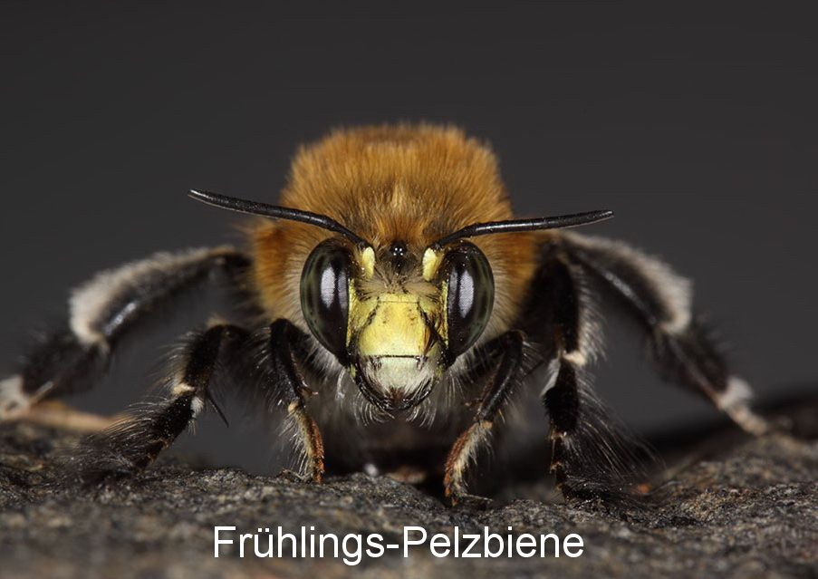 Pelzbiene