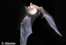 Fledermaus