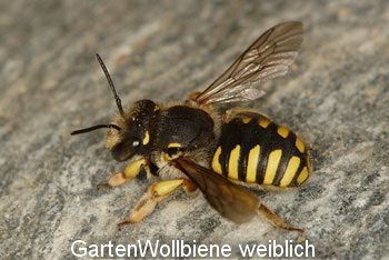 Wollbiene