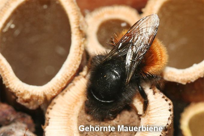 Mauerbiene