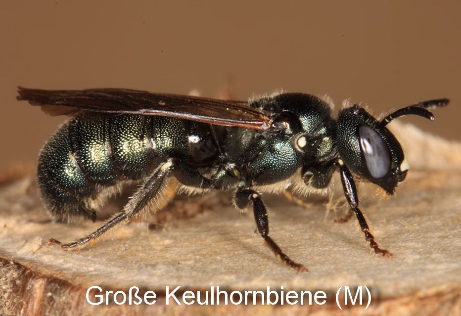 Keulhornbiene