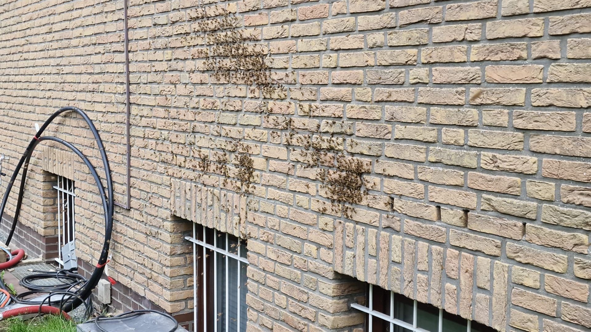 Bienenschwarm an einer Hauswand