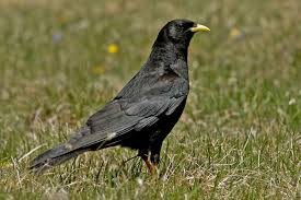 Krähe