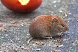 Feldmaus