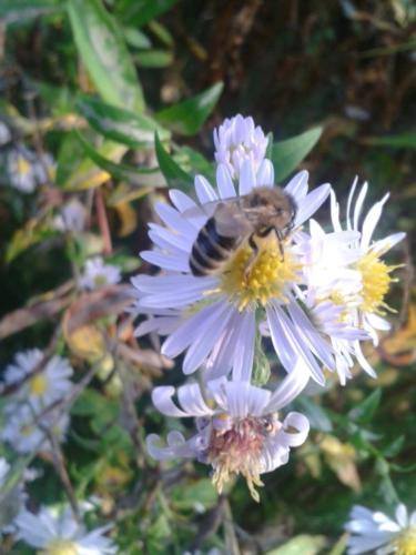 Biologische Vielfalt im Garten