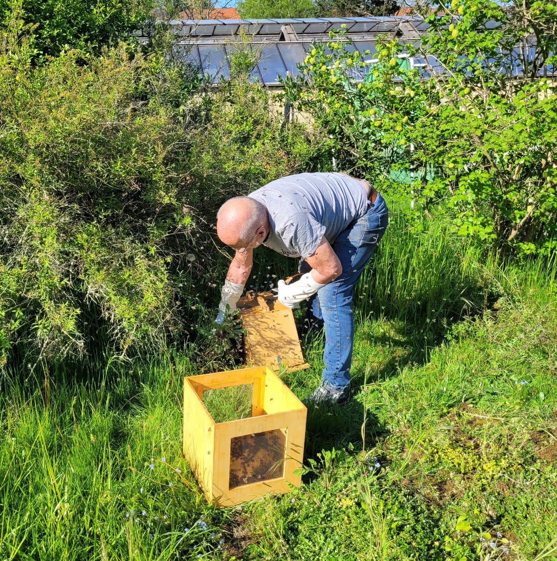 Bienenschwarm am Boden einfangen
