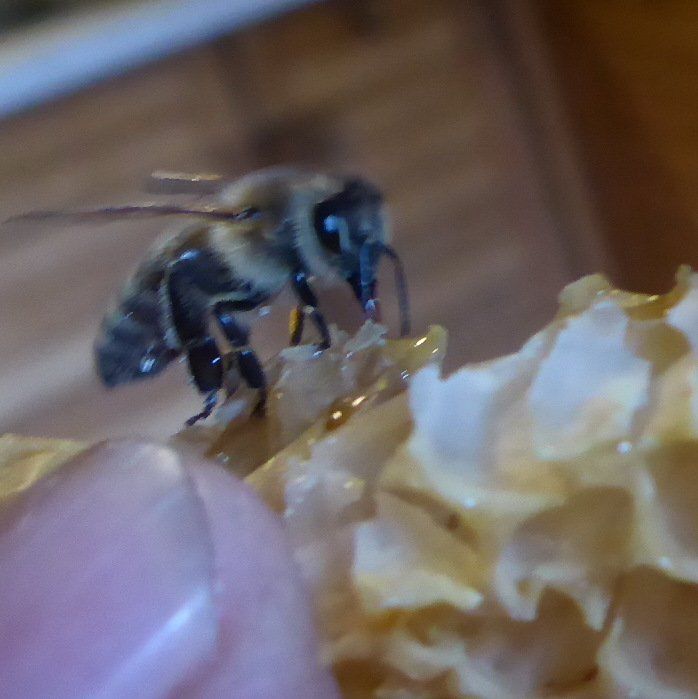 Bienenpate