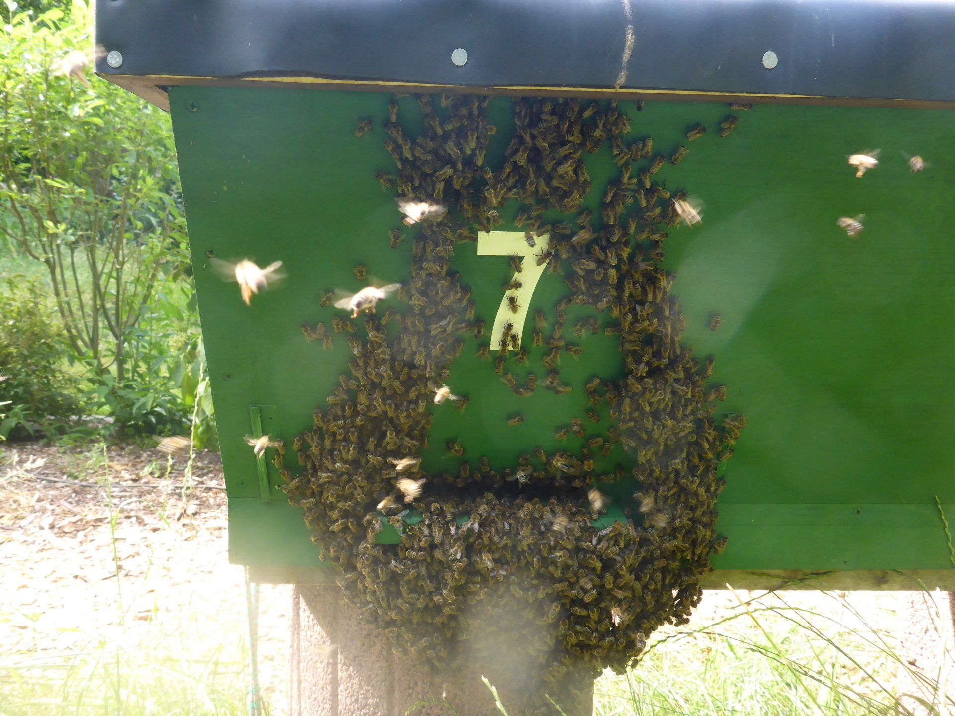 Honigbienen schützen