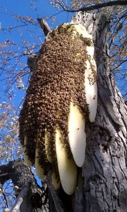Schwarmfänger, Bienenschwarm,