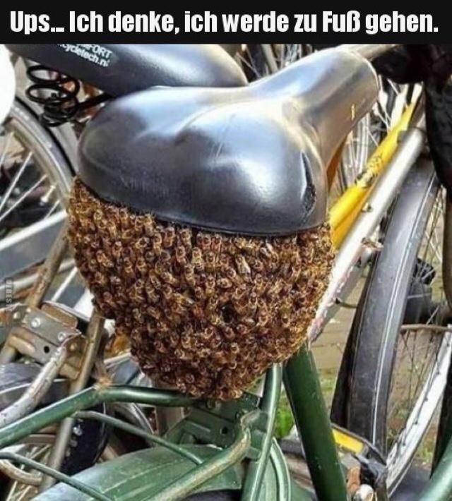 Ein Bienenschwarm unterm Fahradsattel