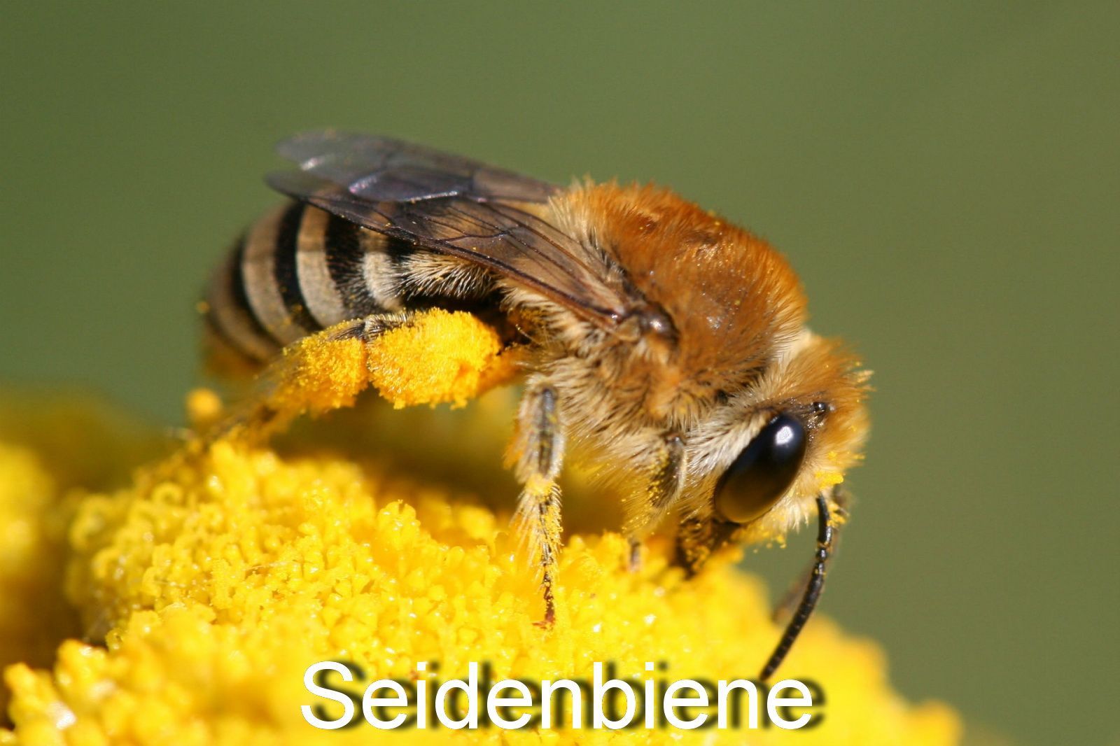 Seidenbiene
