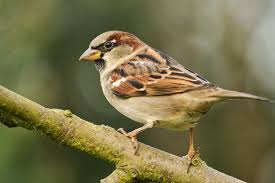 Spatz