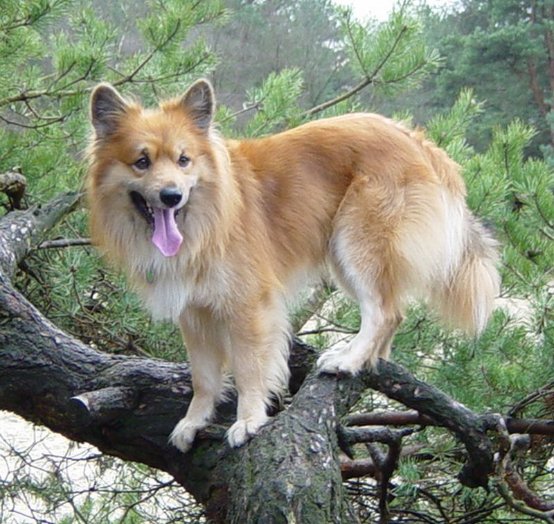 Islandhütehund