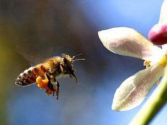 50.-€ Bienen-pate-bremen.de