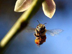 48,70 Bienen-pate-bremen.de