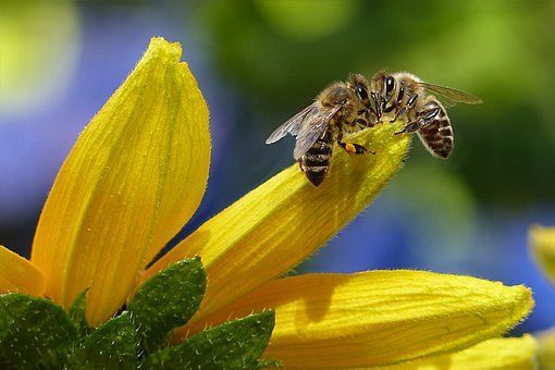 50.- Biologische Vielfalt im Garten