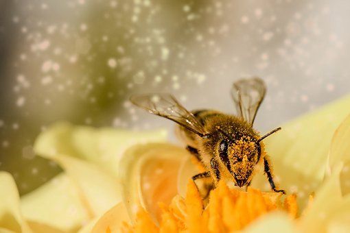 Honigbiene beim Pollen sammeln