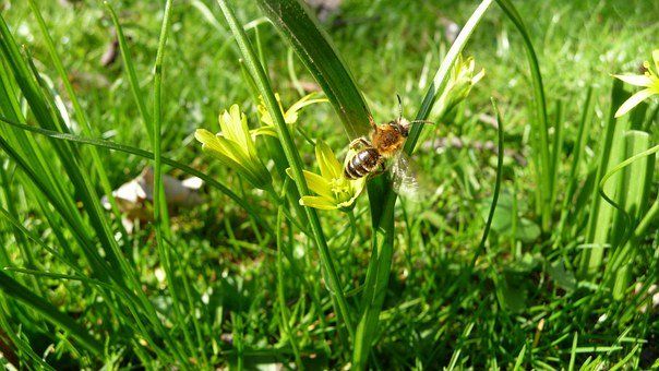 50.- Biologische Vielfalt im Garten