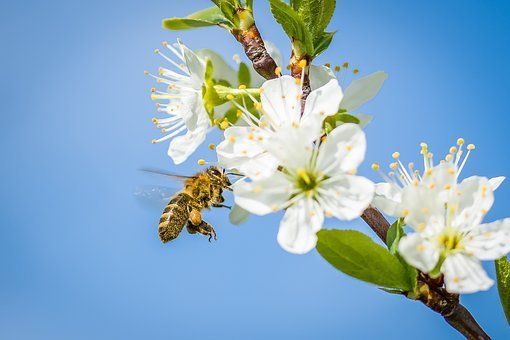 60.- Sind Honigbienen wichtig?