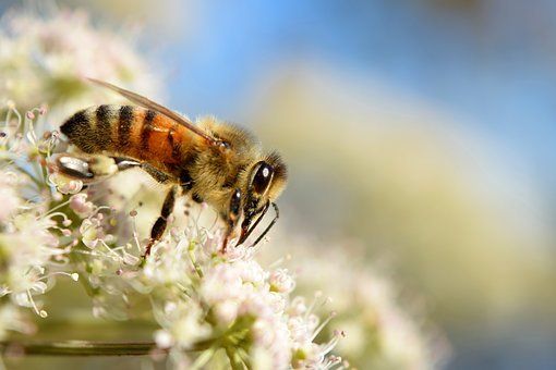 Sind Honigbienen wichtig?