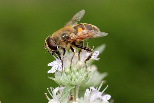 50.- Biologische Vielfalt im Garten
