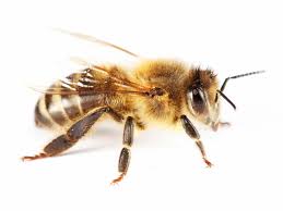 Bienenpate