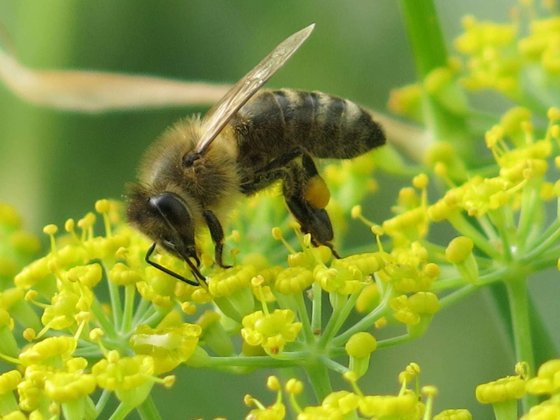 Biologische Vielfalt im Garten