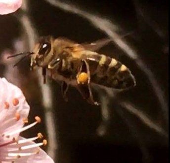 Bienenpate