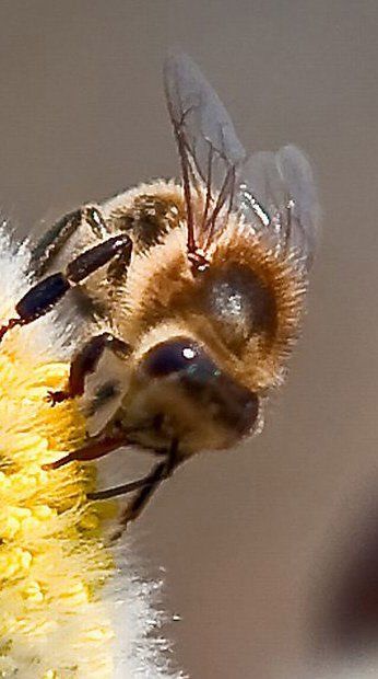 Biologische Vielfalt im Garten